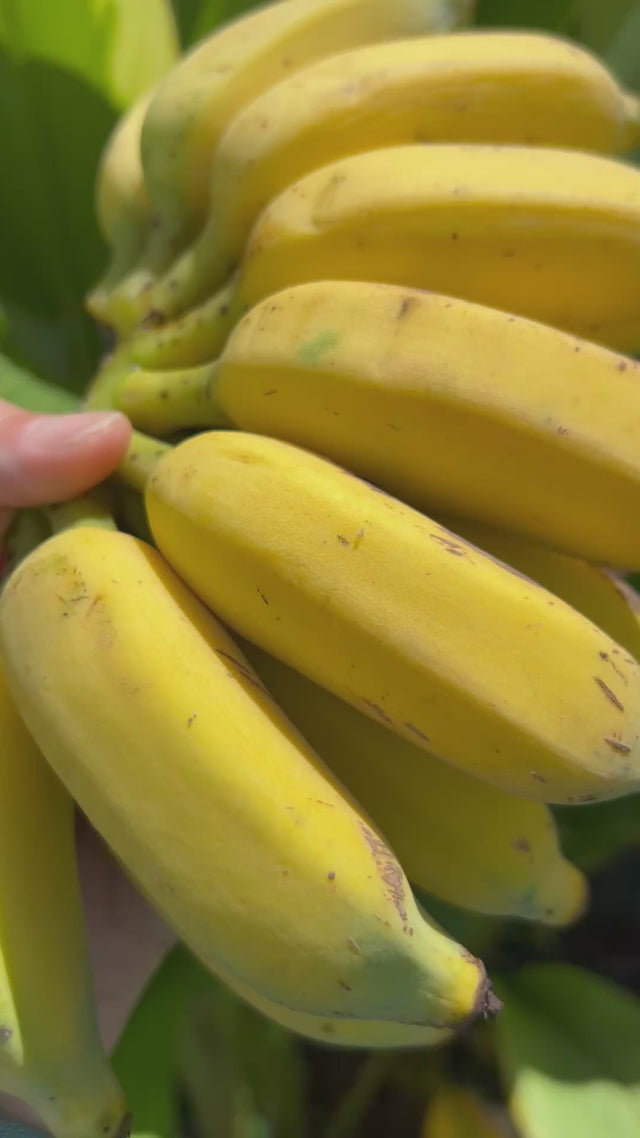 Bananas-Namwa-RipeFruits