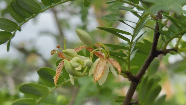 Tamarind-Sweet-FlowersFoliage