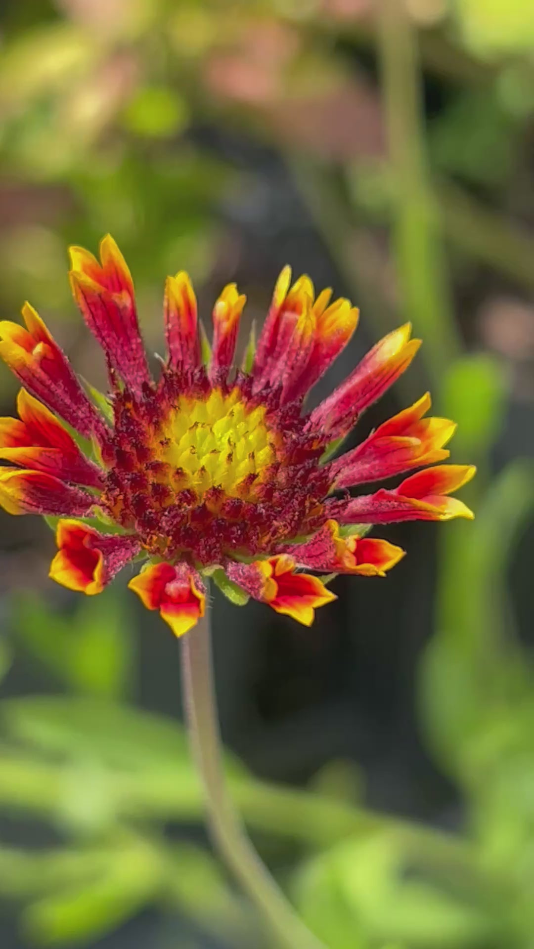 Blanketflower-FlowerCloseUp