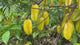 Carambola-Bell-TreeLoaded