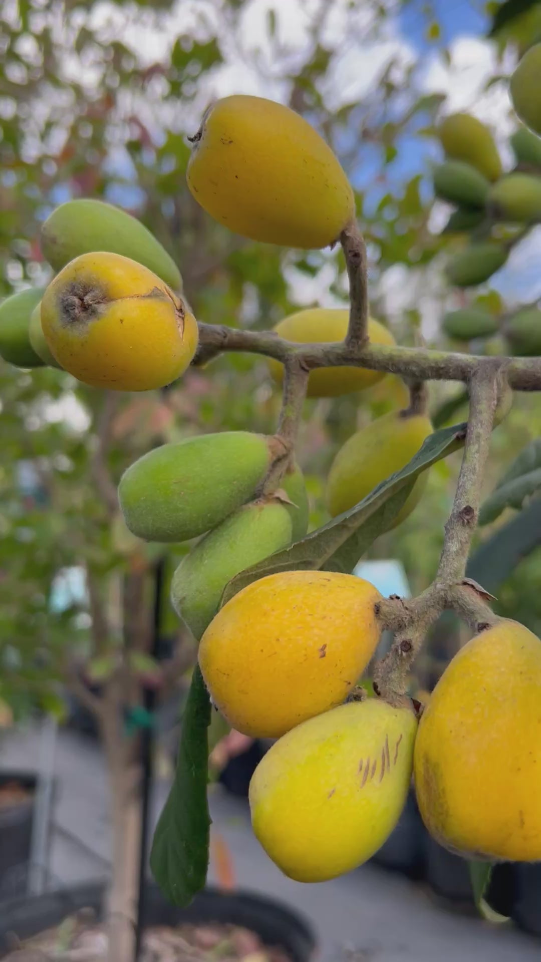 Loquat Tree 'Champagne'