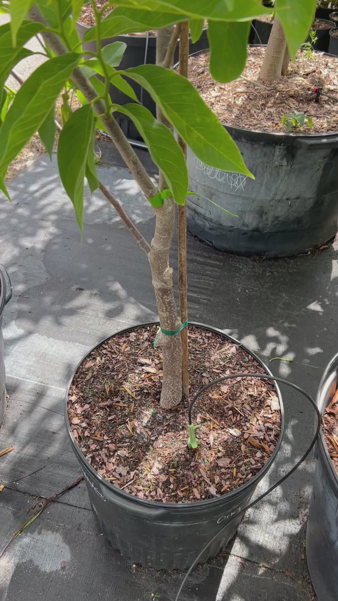 Temoylata-15Gal
