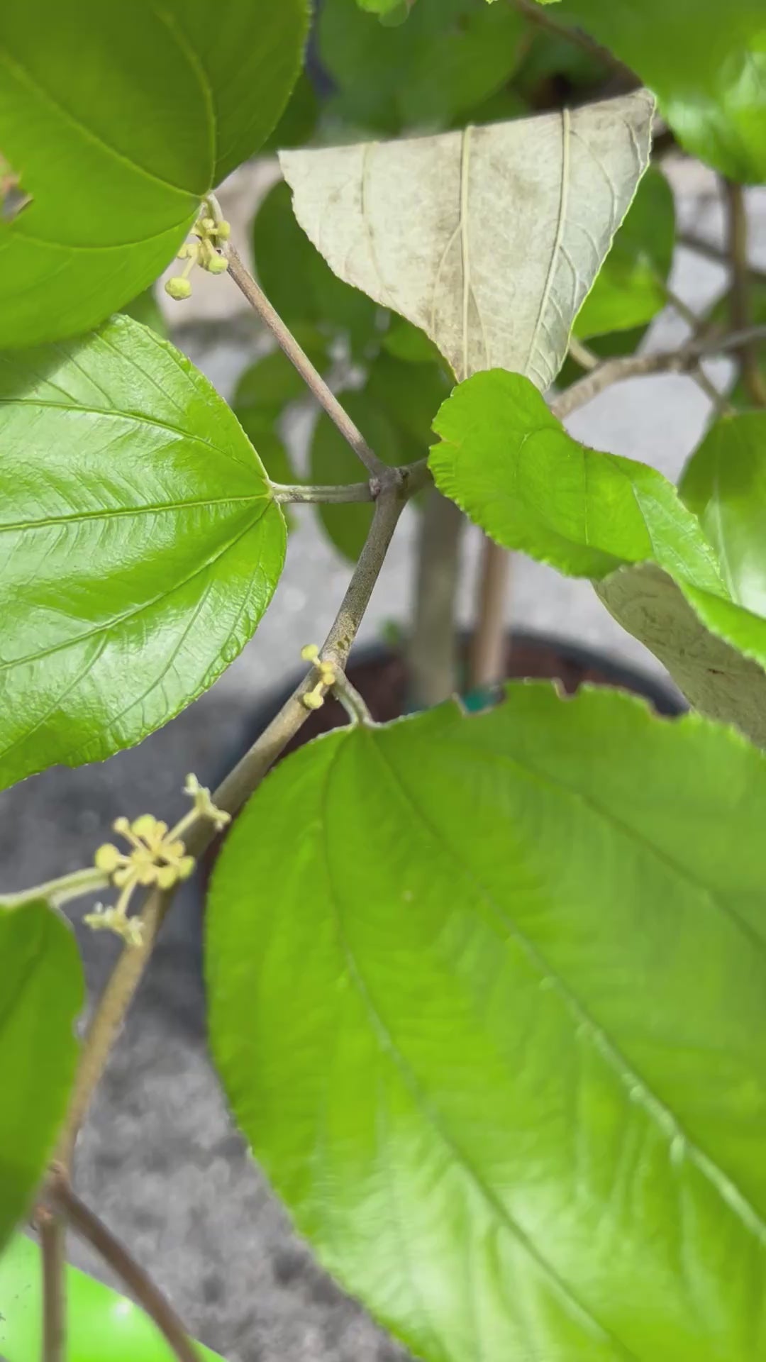 Jujube-FoliageAndFlowers