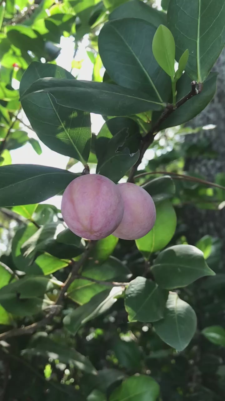 Cocoplum-PINK-MatureFruits