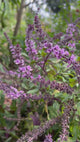 Basil-AfricanBlue-Breezy
