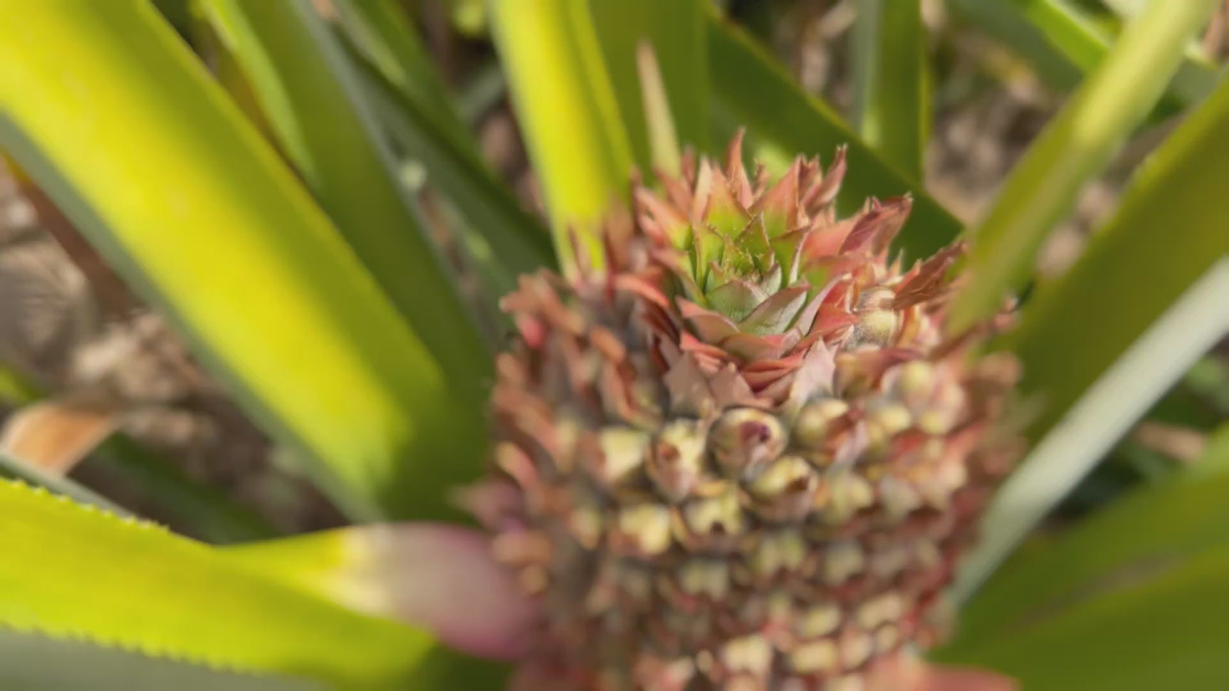 Pineapple-SpinySugarloaf-BabyFruit