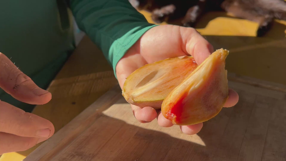 Sapodilla-Tikal?