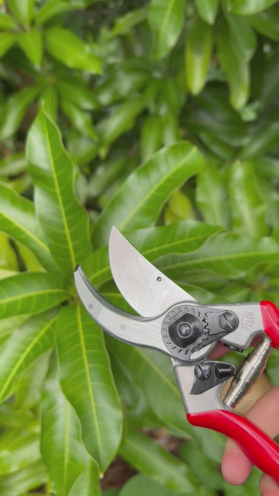 Felco Pruners In Use