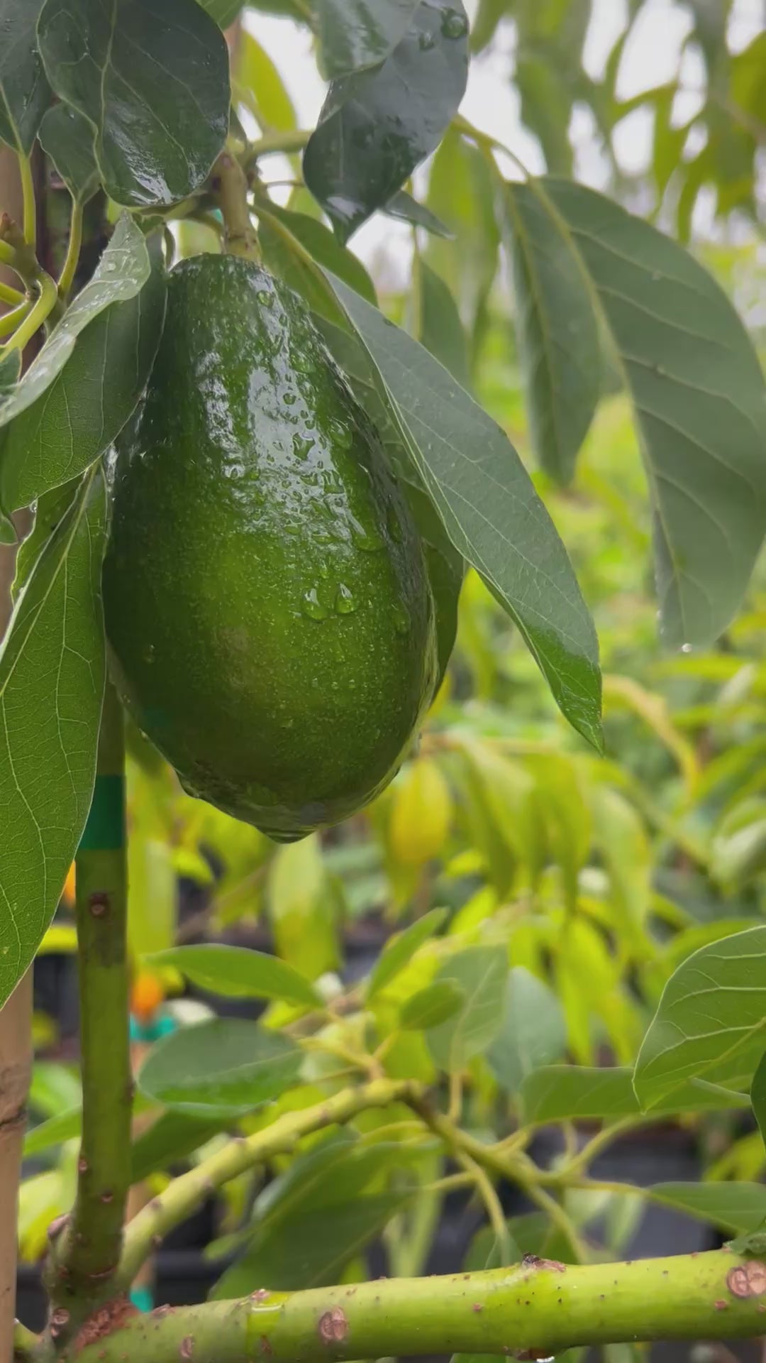 Avocado-Berneker-FruitsOnTree