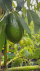 Avocado-Berneker-FruitsOnTree
