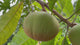 RossSapote-FruitsOnTree