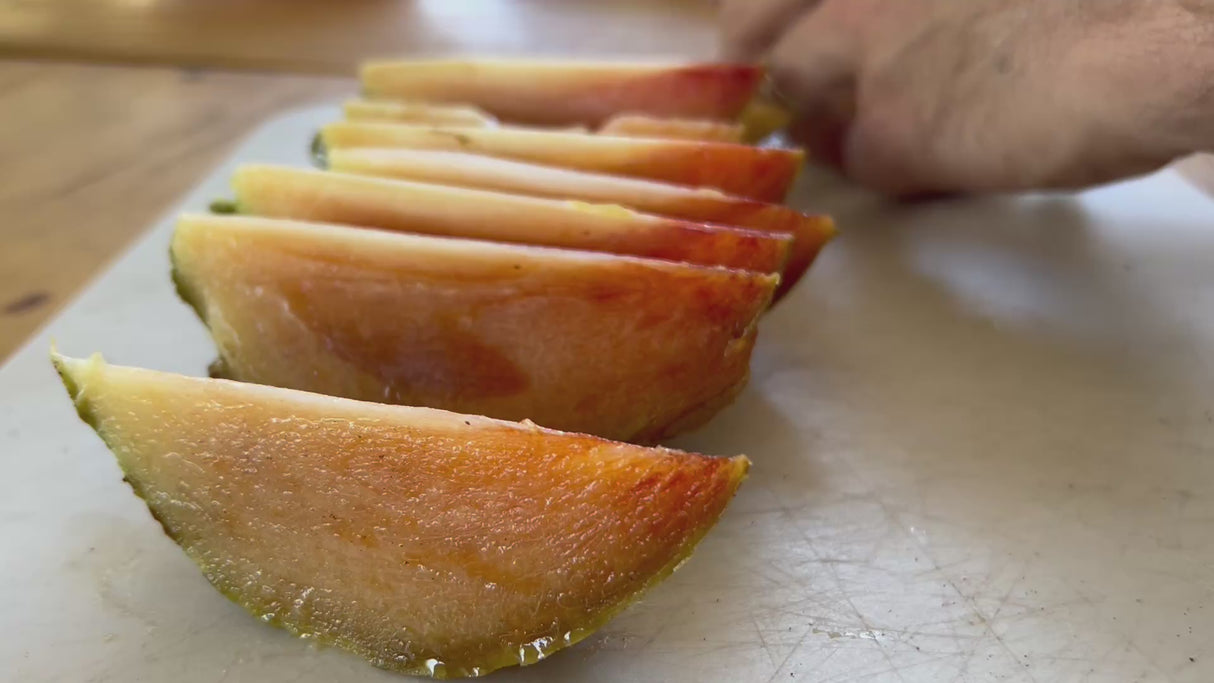 Sapodilla-Hasya