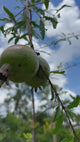 Pomegranate-15Gal-WITHFRUITS