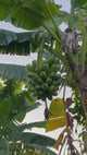Bananas-HuaMoa-MatureRackOnPlant