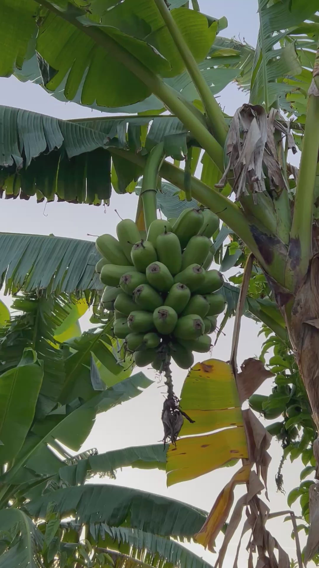 Bananas-HuaMoa-MatureRackOnPlant