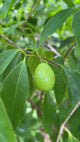 RainforestPlum-FruitsOnTree