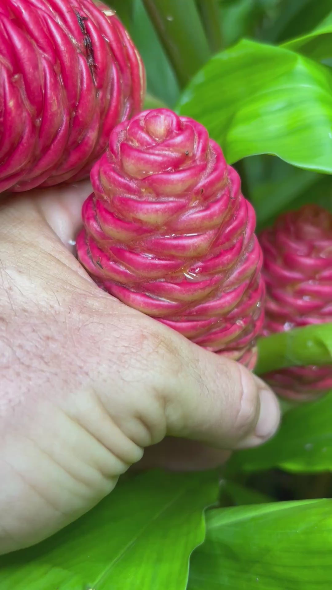 Shampoo Ginger Plant