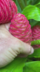 Shampoo Ginger Plant