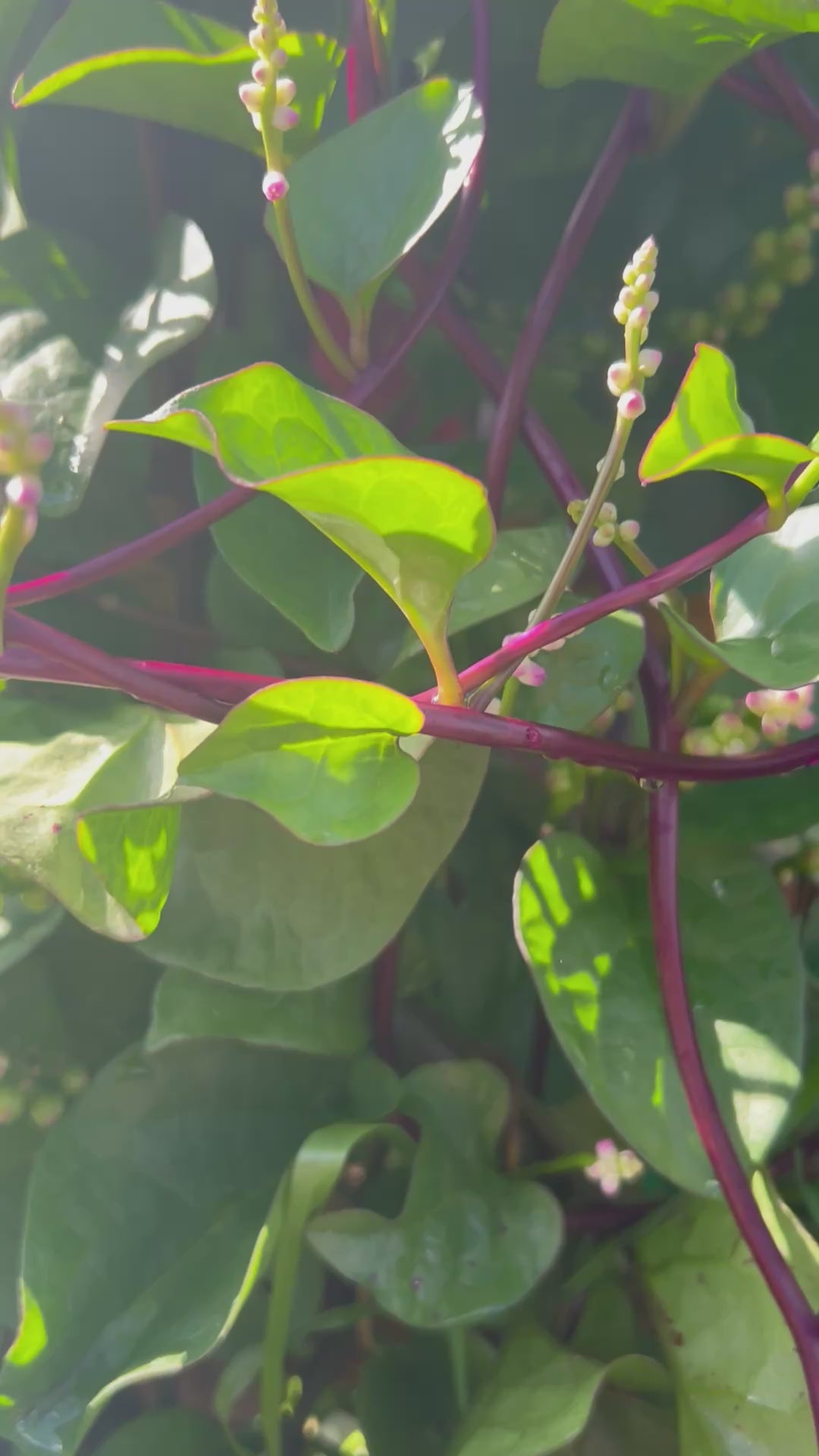 MalabarSpinach-RedStem-FoliageAndFruits