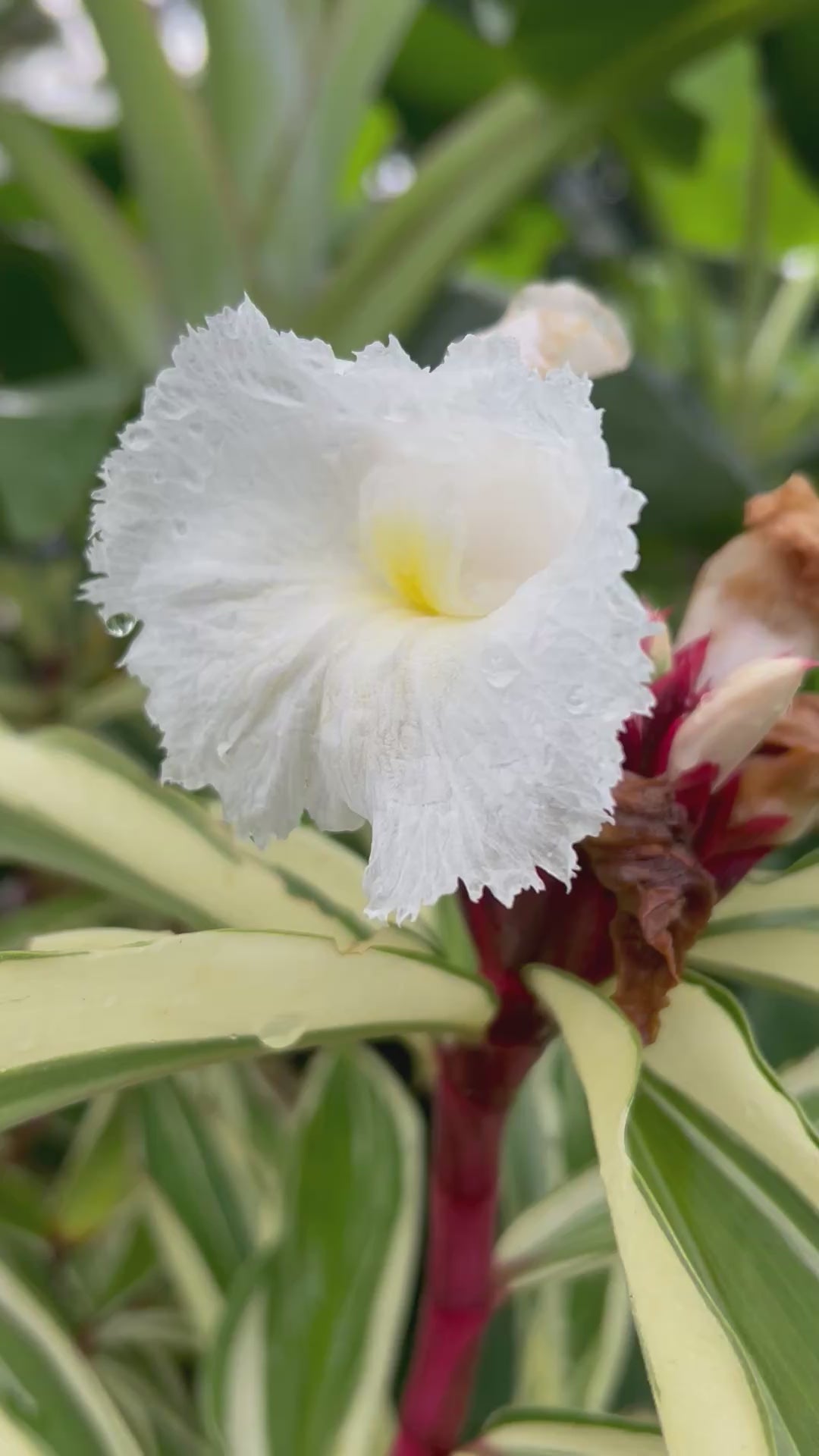 SpiralGinger-Variegated-OpenFlower