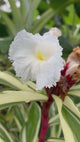 SpiralGinger-Variegated-OpenFlower