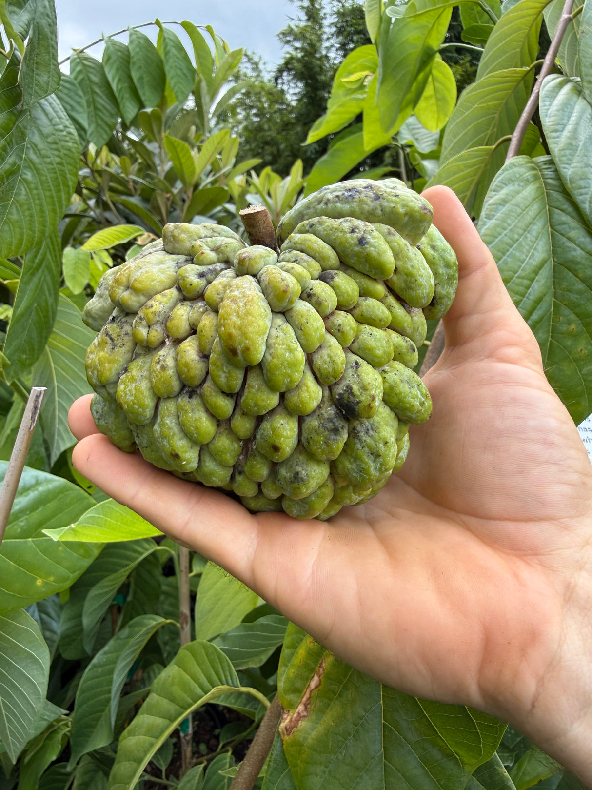 Atemoya Tree 'Priestly'