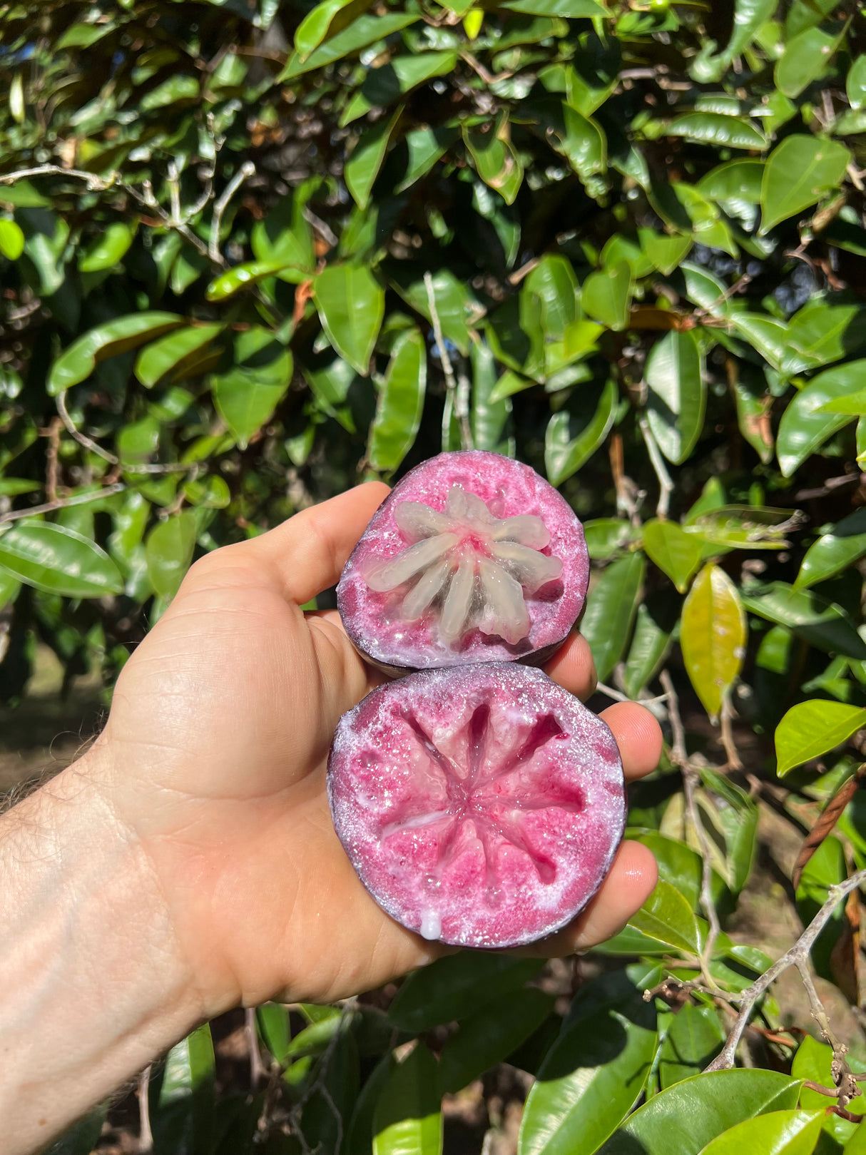 Caimito Tree 'Burgess'