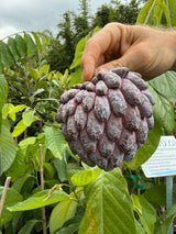 Sugar Apple Tree ‘Red Sugar’