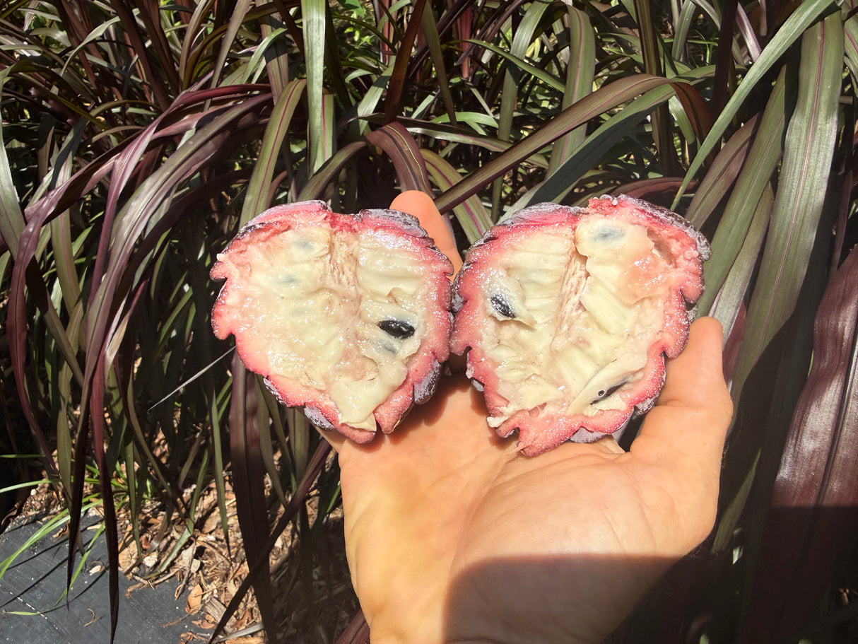 Sugar Apple Tree ‘Red Sugar’