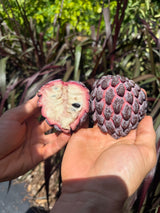 Sugar Apple Tree ‘Red Sugar’