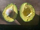 Avocado Tree 'Kampong'