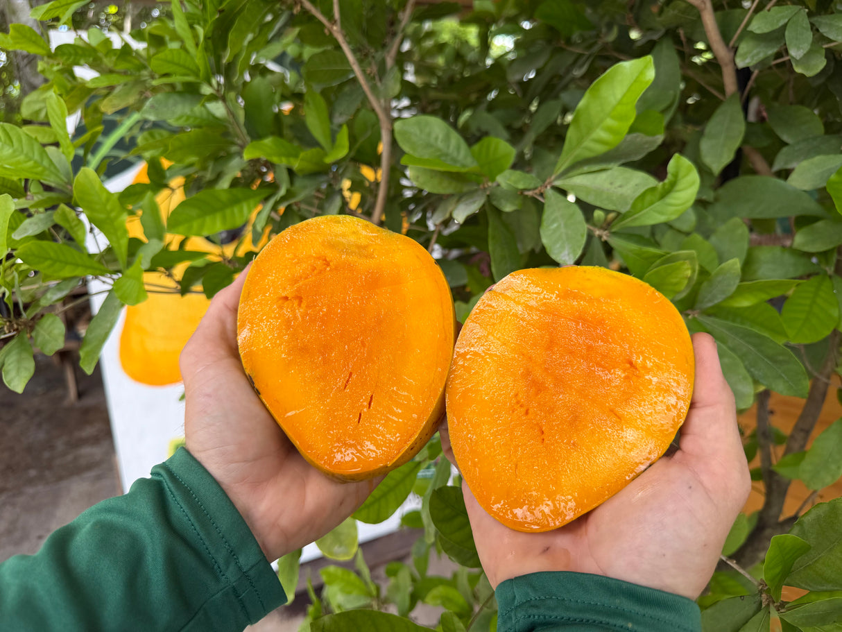Mango Tree ‘Seacrest’ or 'Triple Sec'