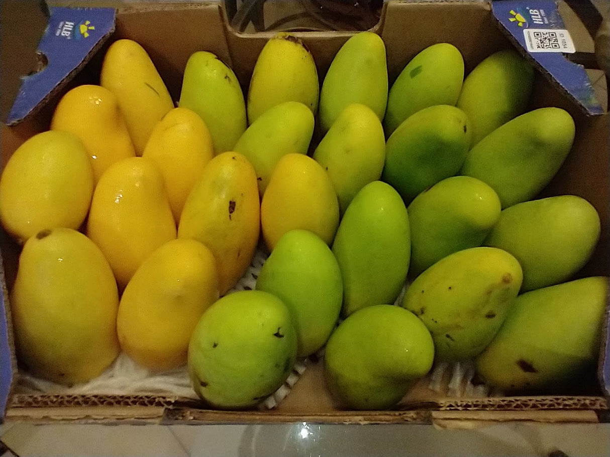 Mango Tree ‘TaraLay’